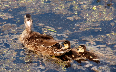 [A female mallard swims away from the camera with two younger ducklings swimmin at her right rear. There is quite a bit of brownish growth floating atop the water. ]